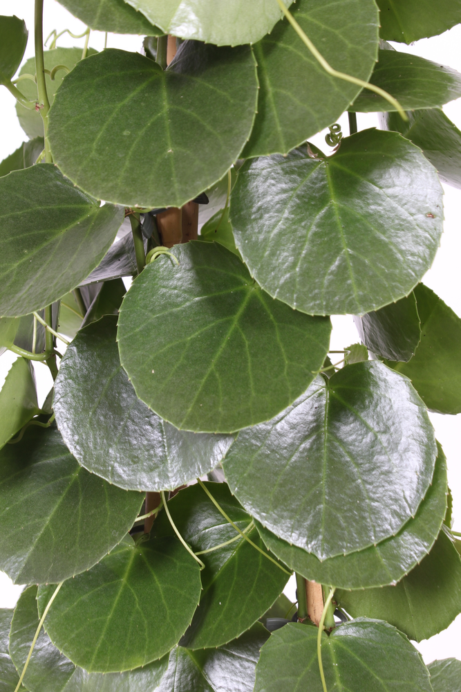 Cissus rotundifolia piramide.