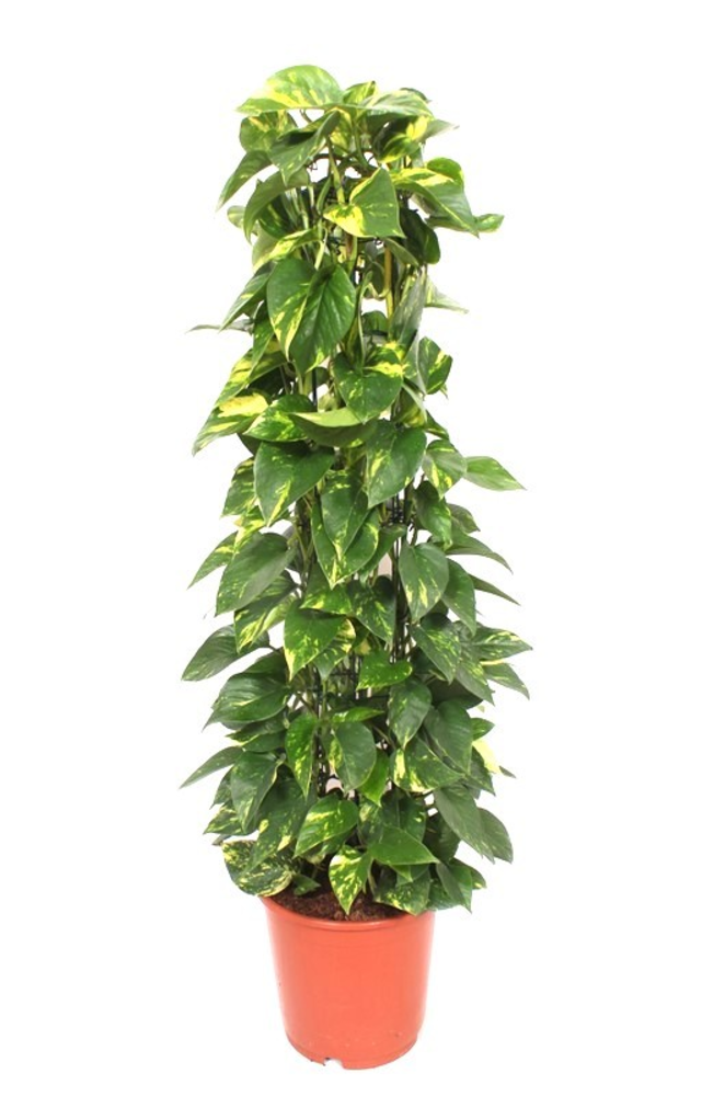Epipremnum Aureum.