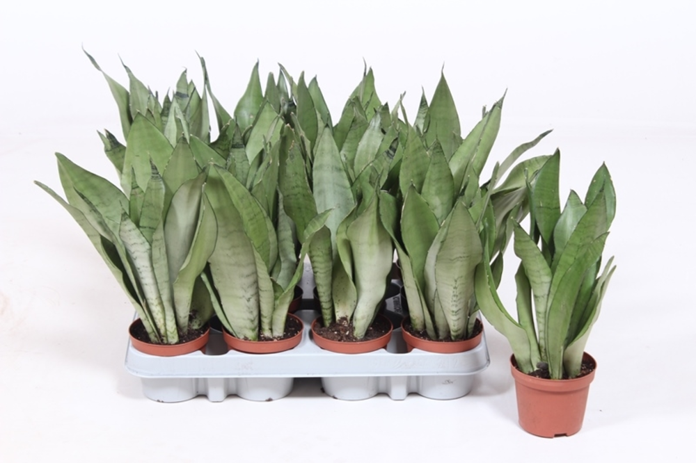 Sansevieria Moonshine.