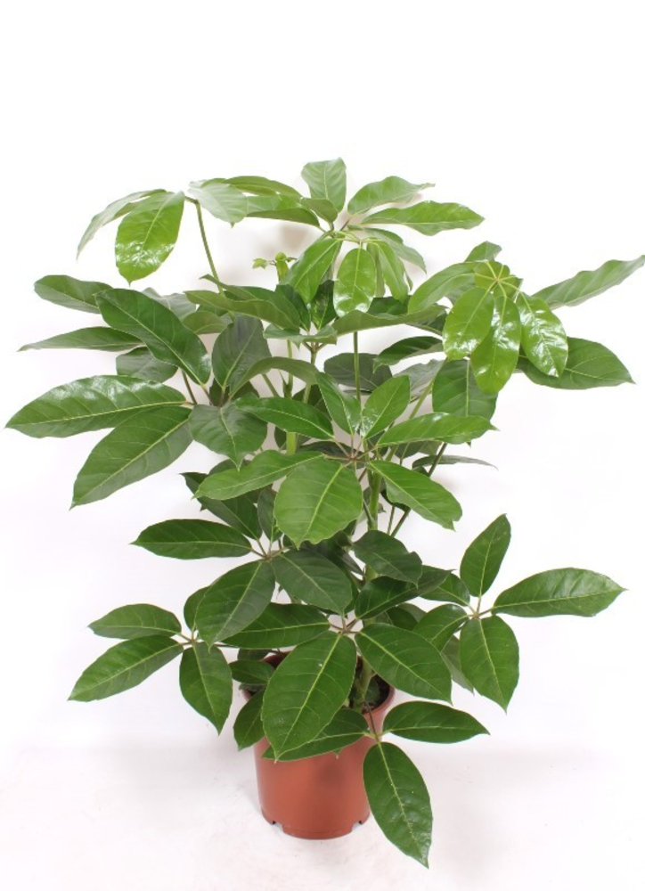 Schefflera actinophylla 'Amate'.