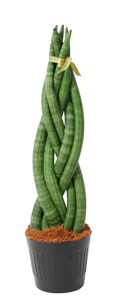 Sansevieria cylindrica 'Twist'.