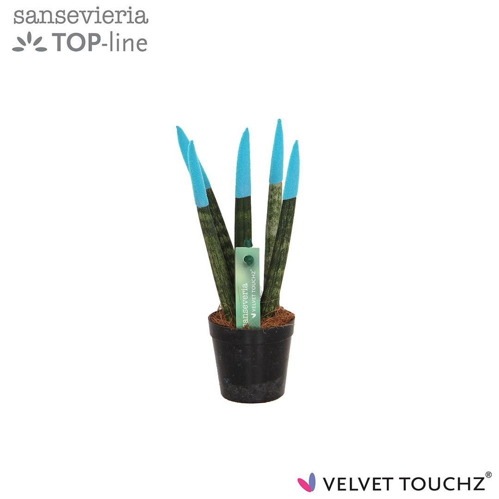 Sansevieria VELVET TOUCHZ® Aqua.