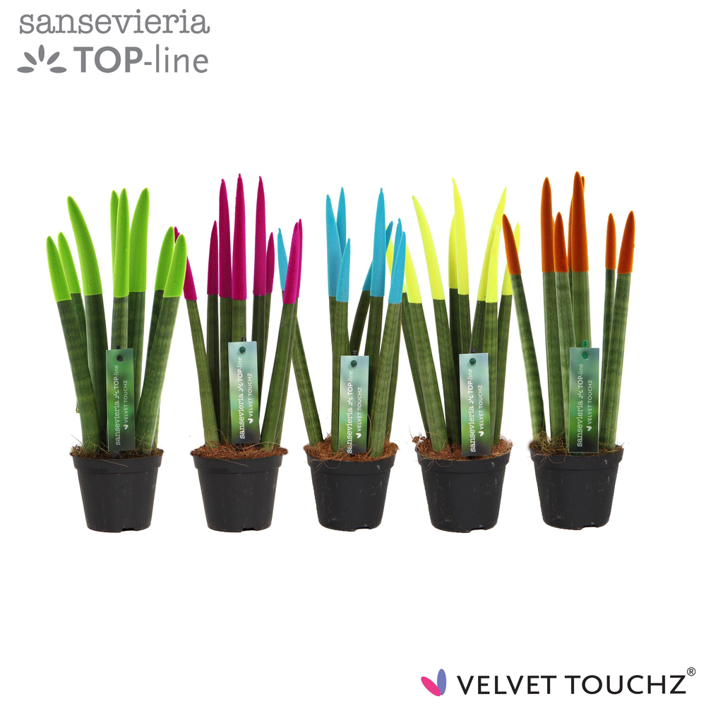 Sansevieria VELVET TOUCHZ® Mix Ibiza.