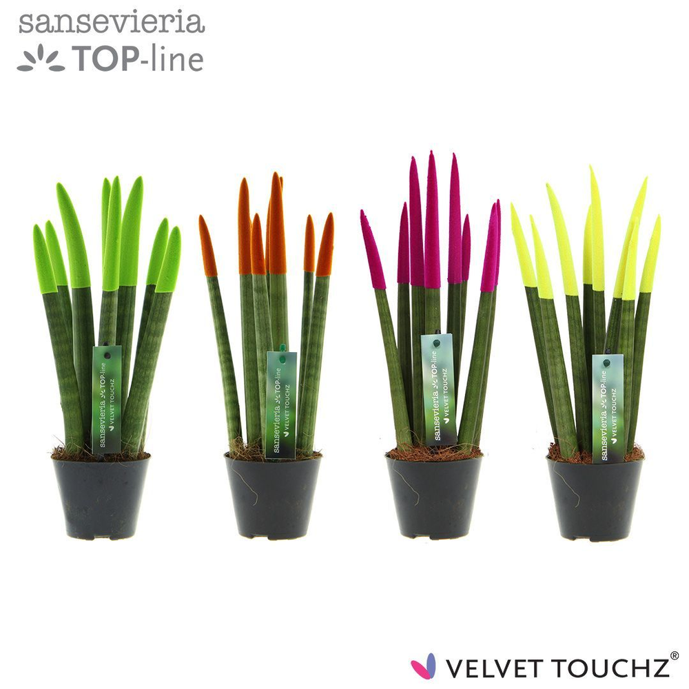 Sansevieria VELVET TOUCHZ® Mix Neon.