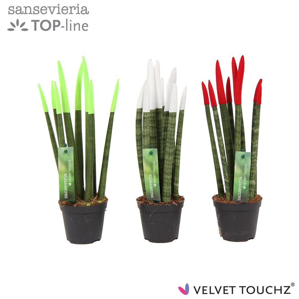 Sansevieria VELVET TOUCHZ®Italië.