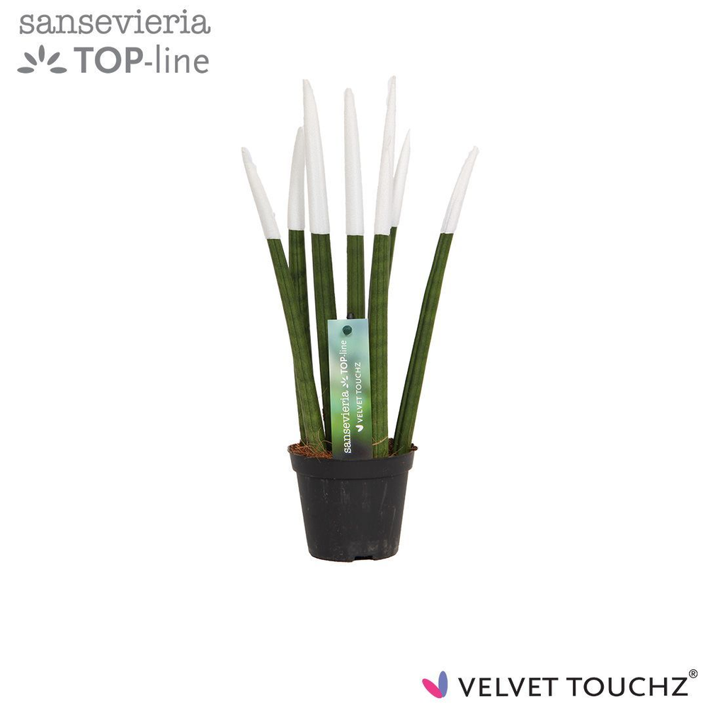 Sansevieria VELVET TOUCHZ® Wit.