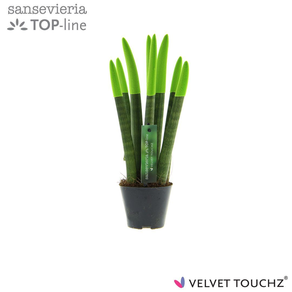 Sansevieria VELVET TOUCHZ® Groen.
