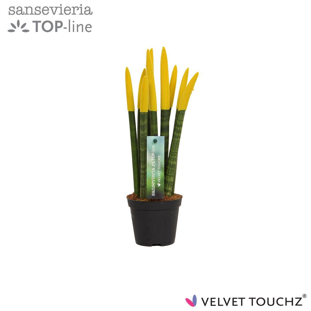 Sansevieria VELVET TOUCHZ® Geel.