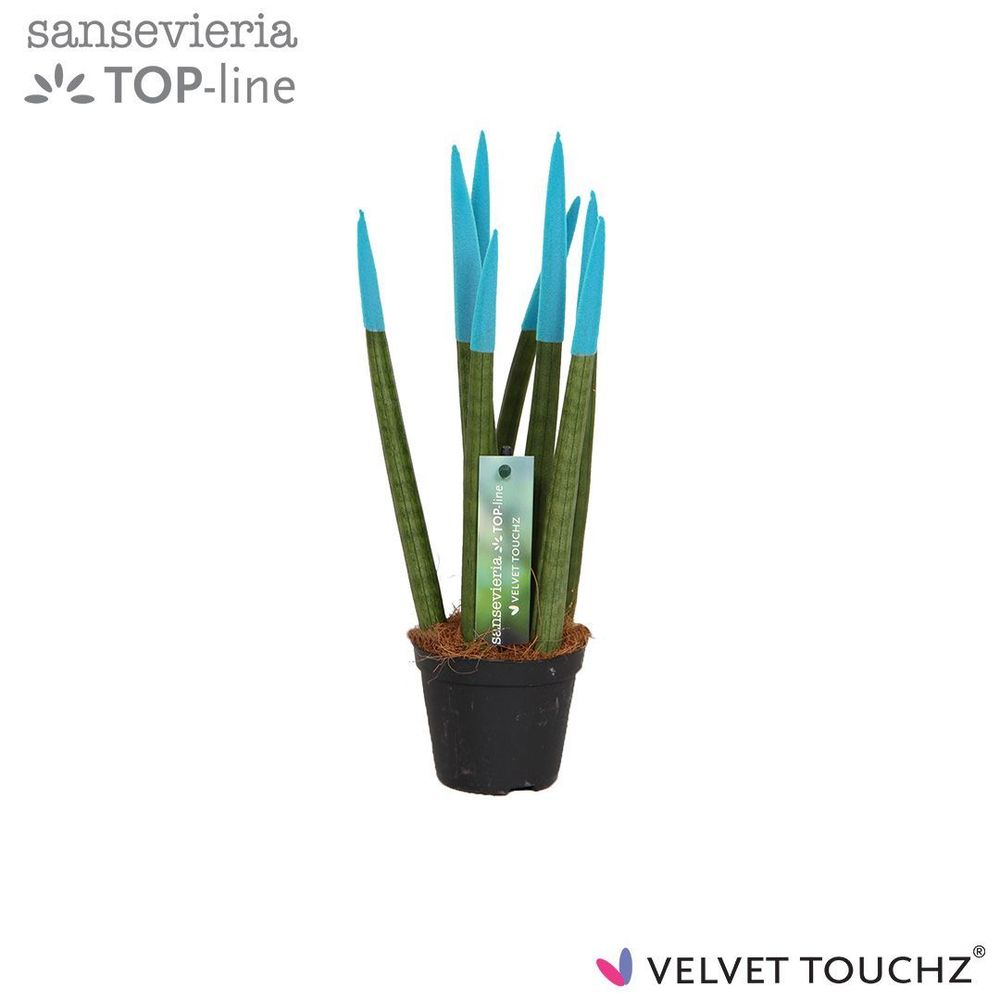 Sansevieria VELVET TOUCHZ® Aqua.