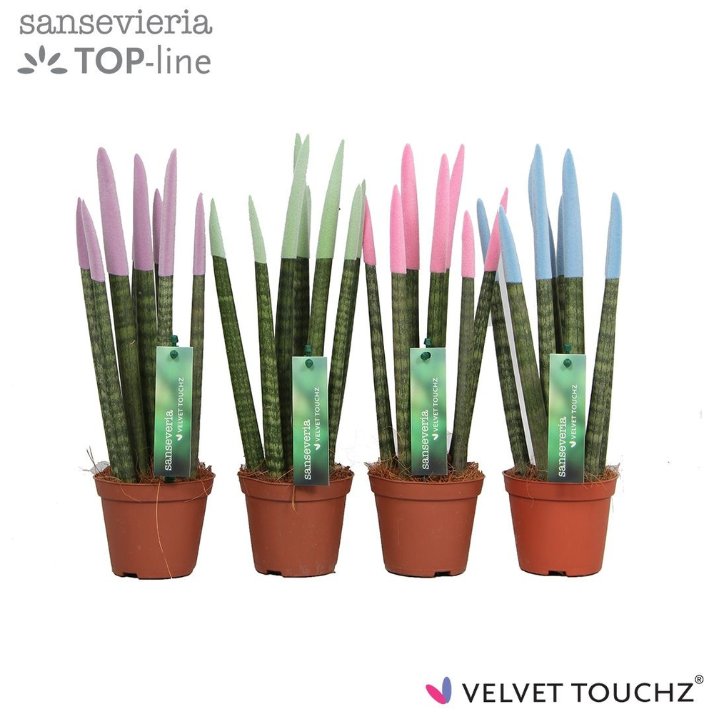 Sansevieria VELVET TOUCHZ® Pastel mix.