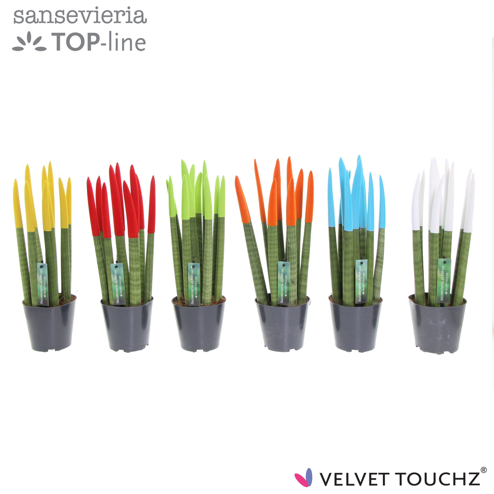 Sansevieria VELVET TOUCHZ® Mix P12.