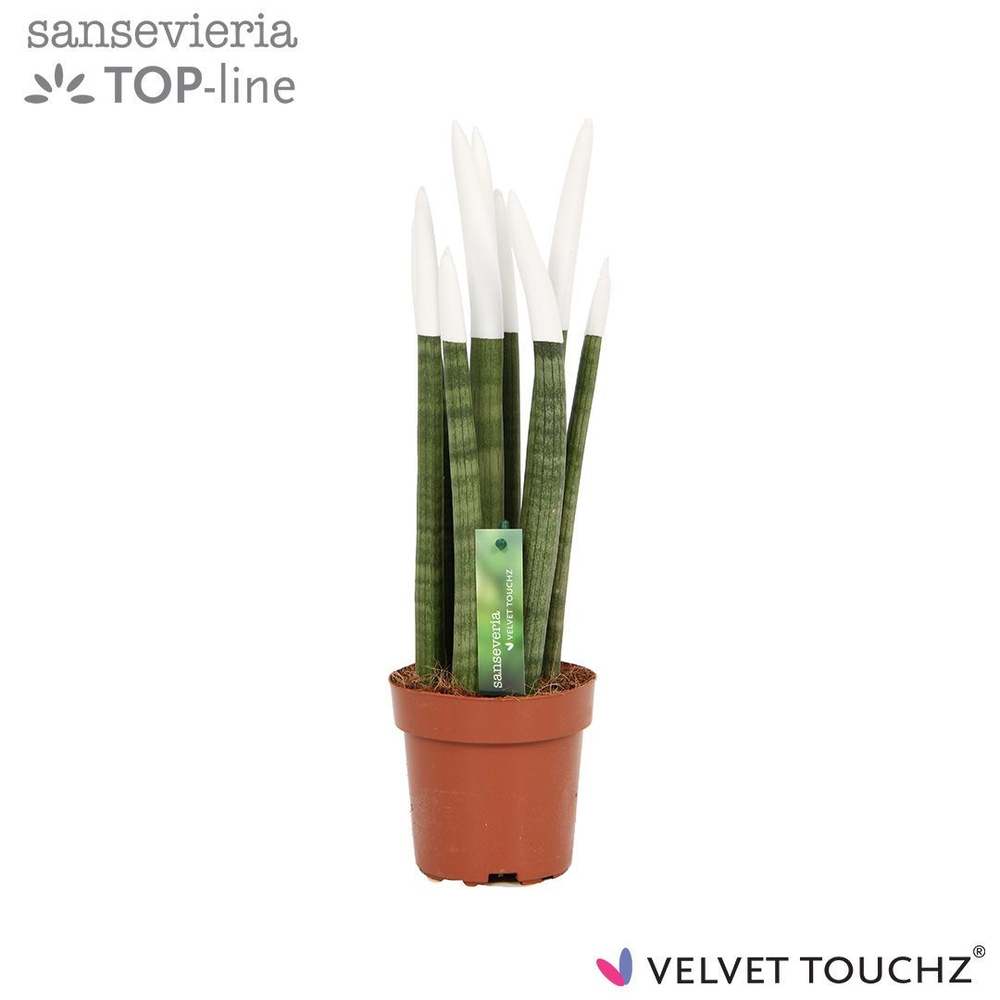 Sansevieria VELVET TOUCHZ® Wit.
