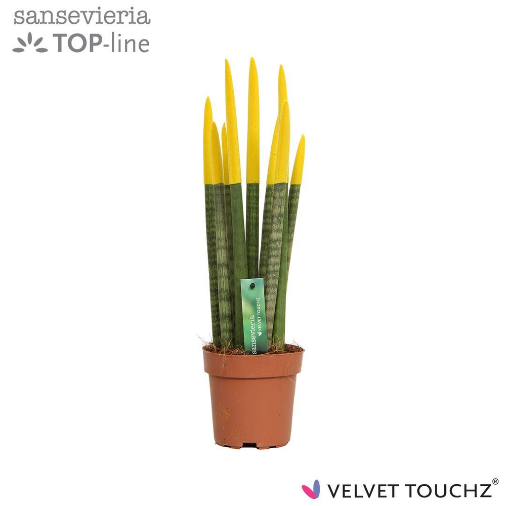 Sansevieria VELVET TOUCHZ® Geel.