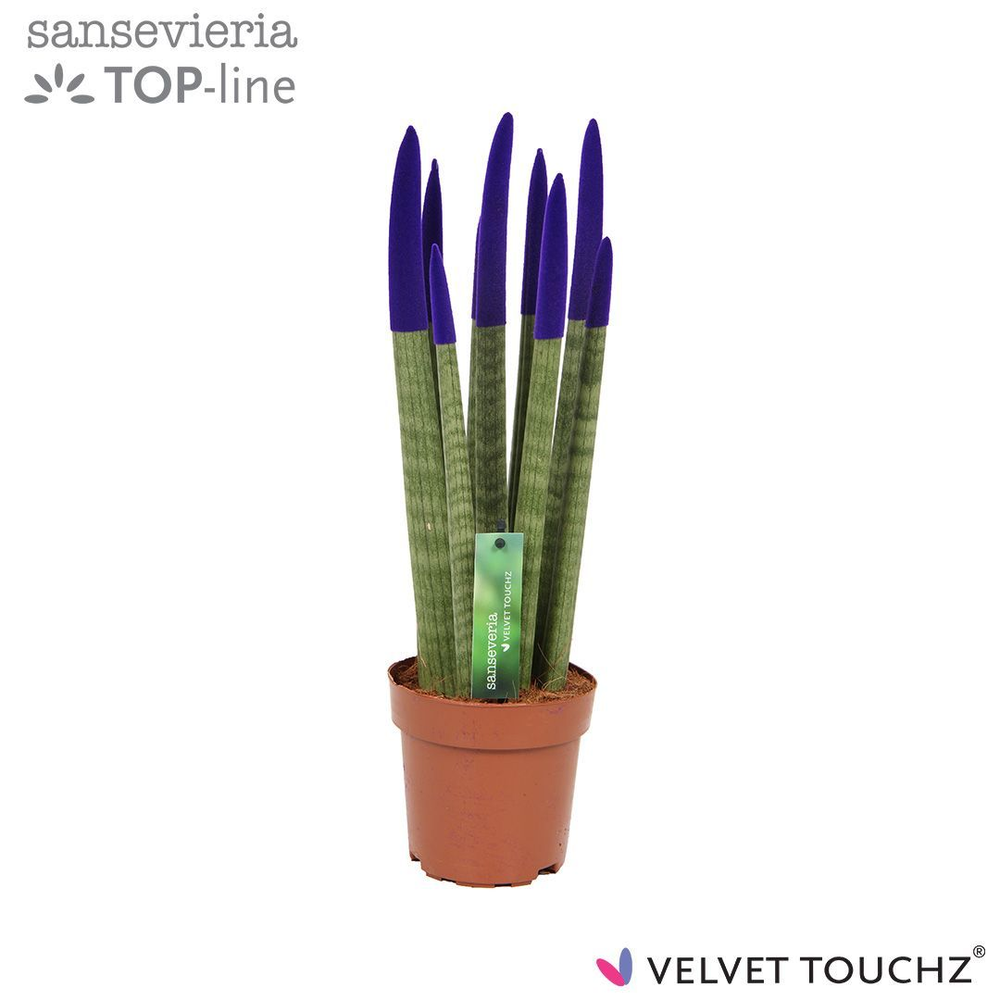 Sansevieria VELVET TOUCHZ® Paars.
