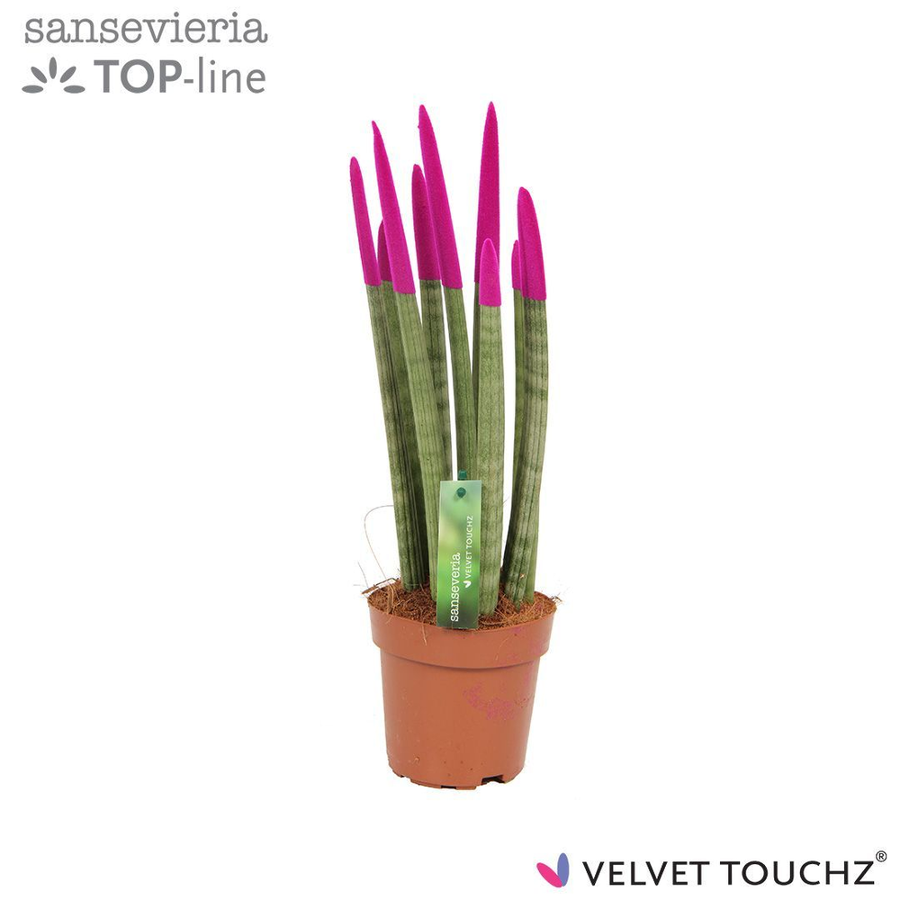 Sansevieria VELVET TOUCHZ® Fuchsia.