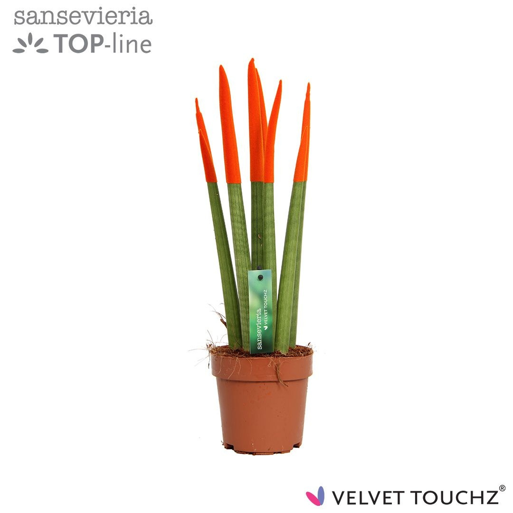 Sansevieria VELVET TOUCHZ® Oranje.