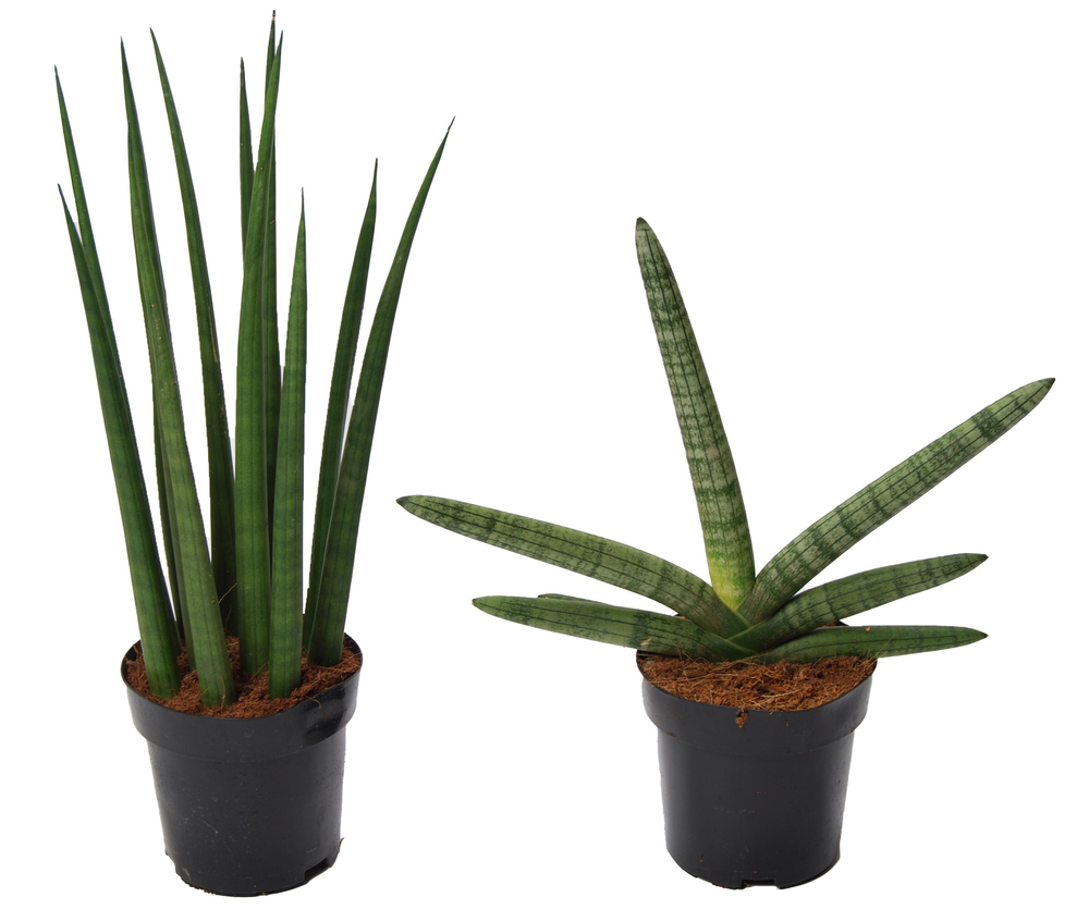 Sansevieria Supermix: Skyline-Mikado.