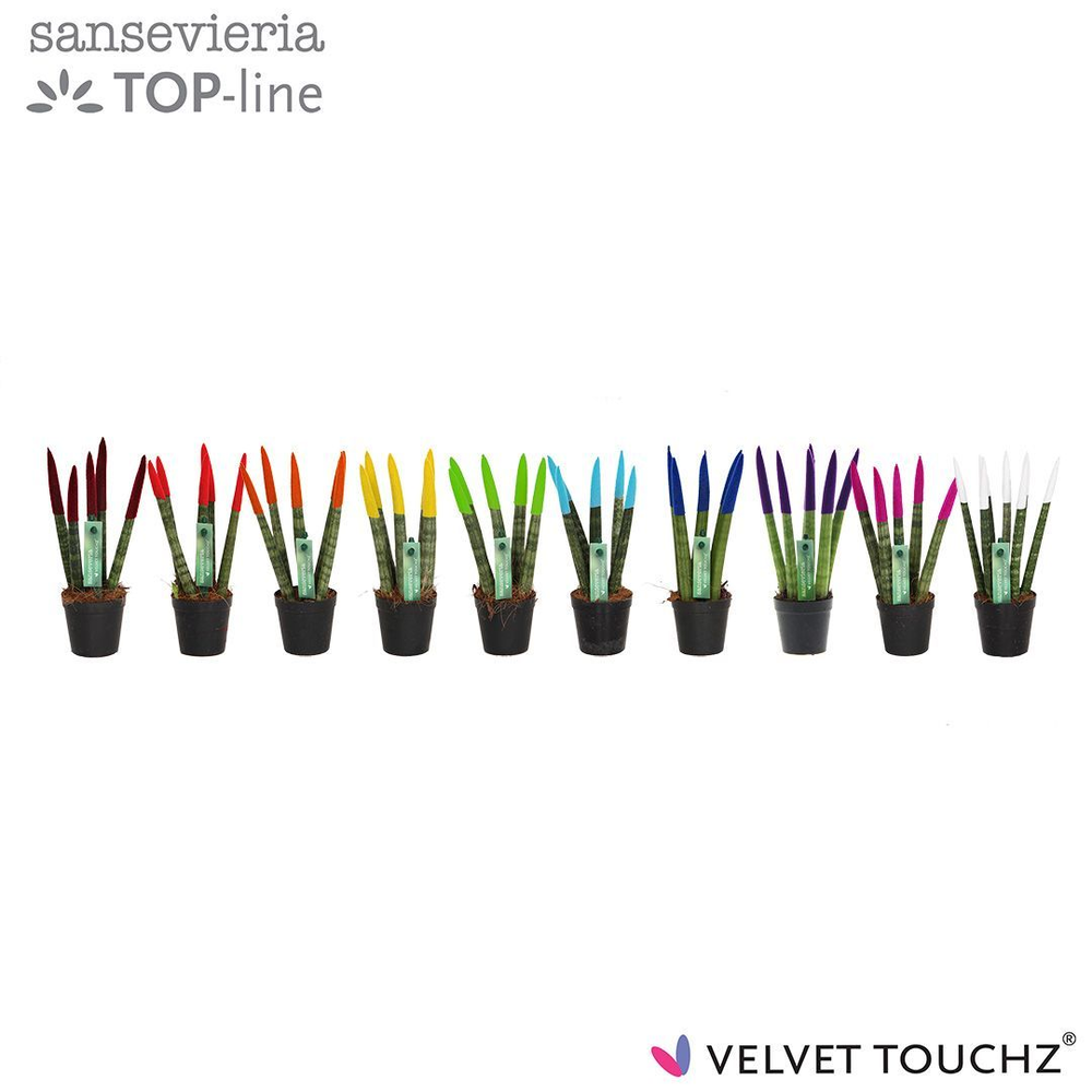Sansevieria VELVET TOUCHZ® MIX.