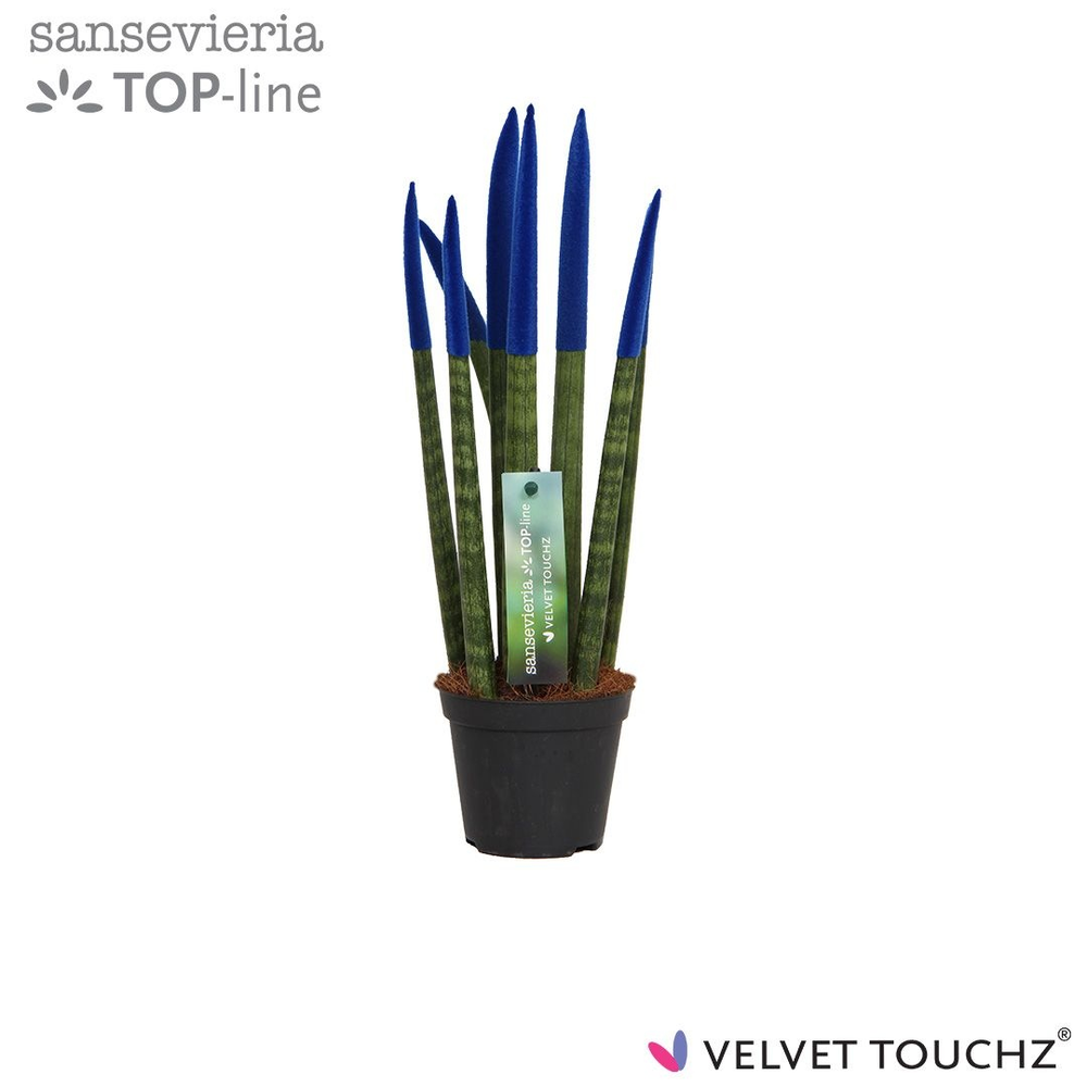 Sansevieria VELVET TOUCHZ® Blauw.