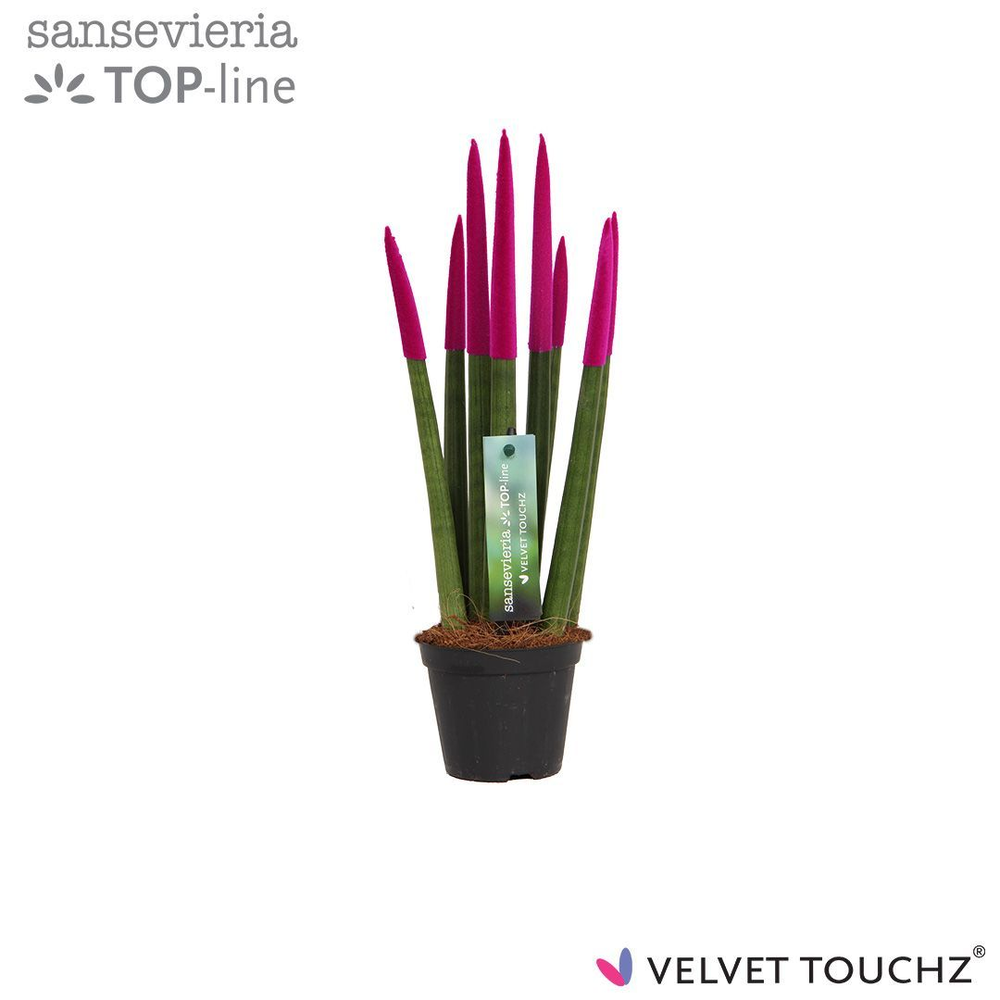Sansevieria VELVET TOUCHZ® Fuchsia.