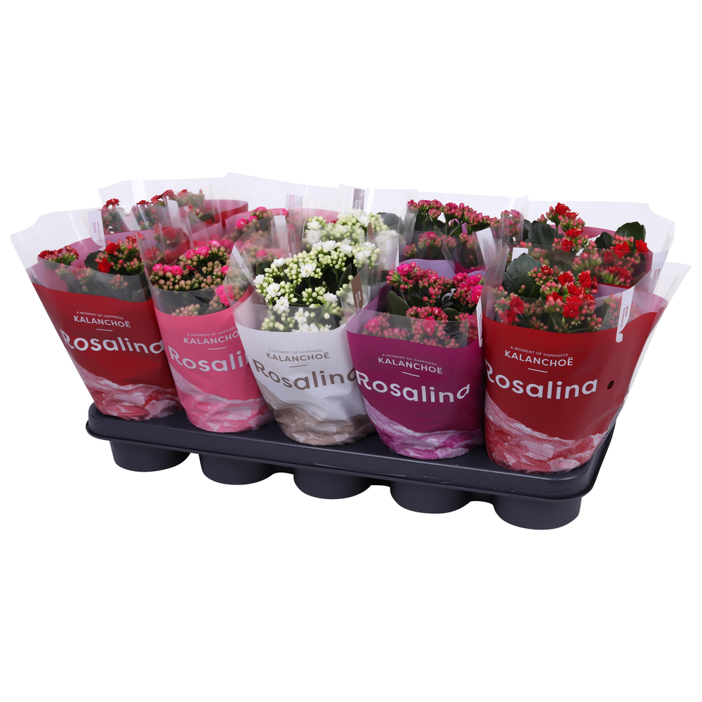 Kalanchoe Rosalina 12cm TST rz/wt/pa/rd, TST hoes.