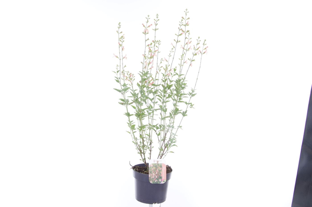 Salvia microphylla Belle de Loire.
