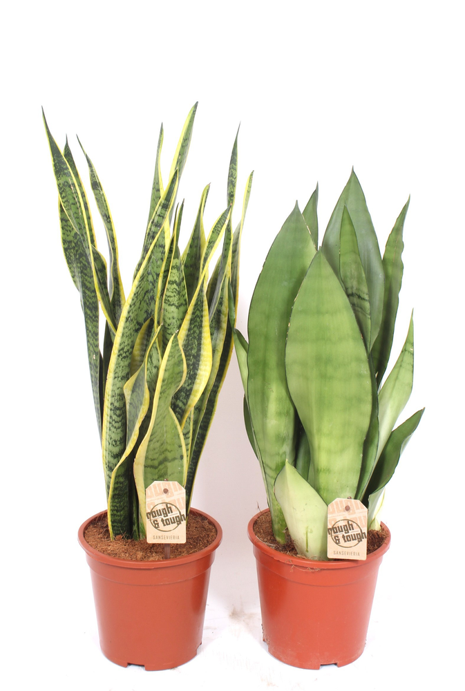 Sansevieria mix.