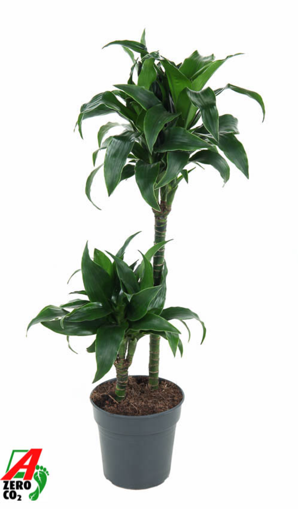 Dracaena Tatuade 45-15.