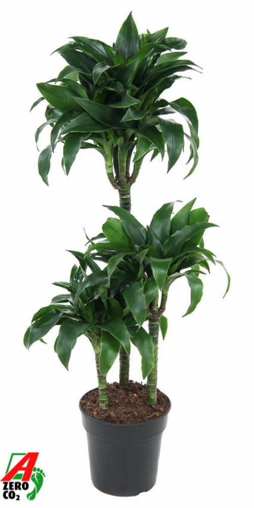 Dracaena Tatuade 60-30-15.
