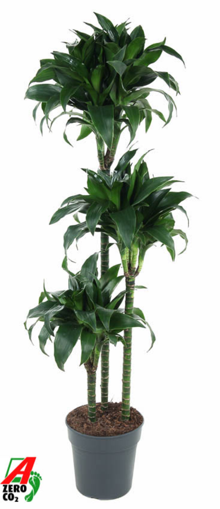 Dracaena Tatuade 90-60-30.