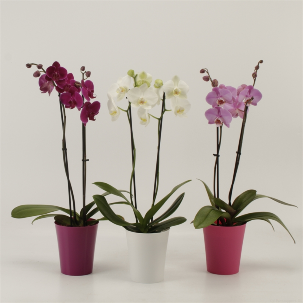 Phalaenopsis gemengd 2 tak gemengd shorty in linje.