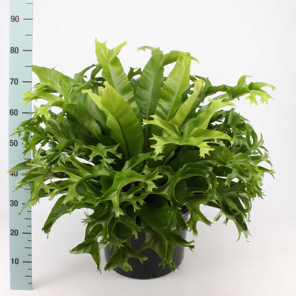 Asplenium Crissie.