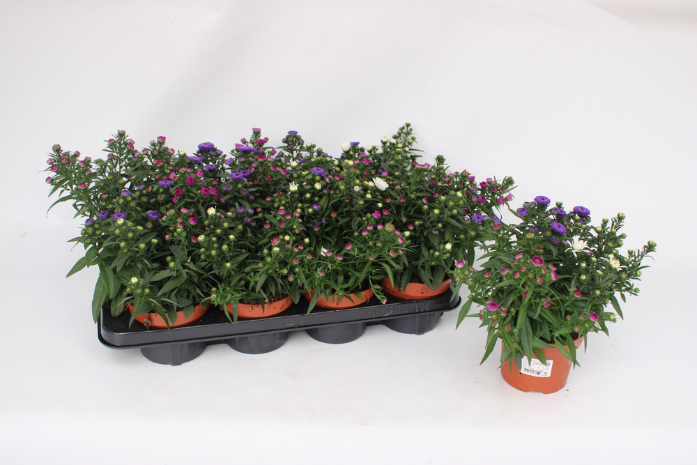 Aster Showmaker Tricolor.