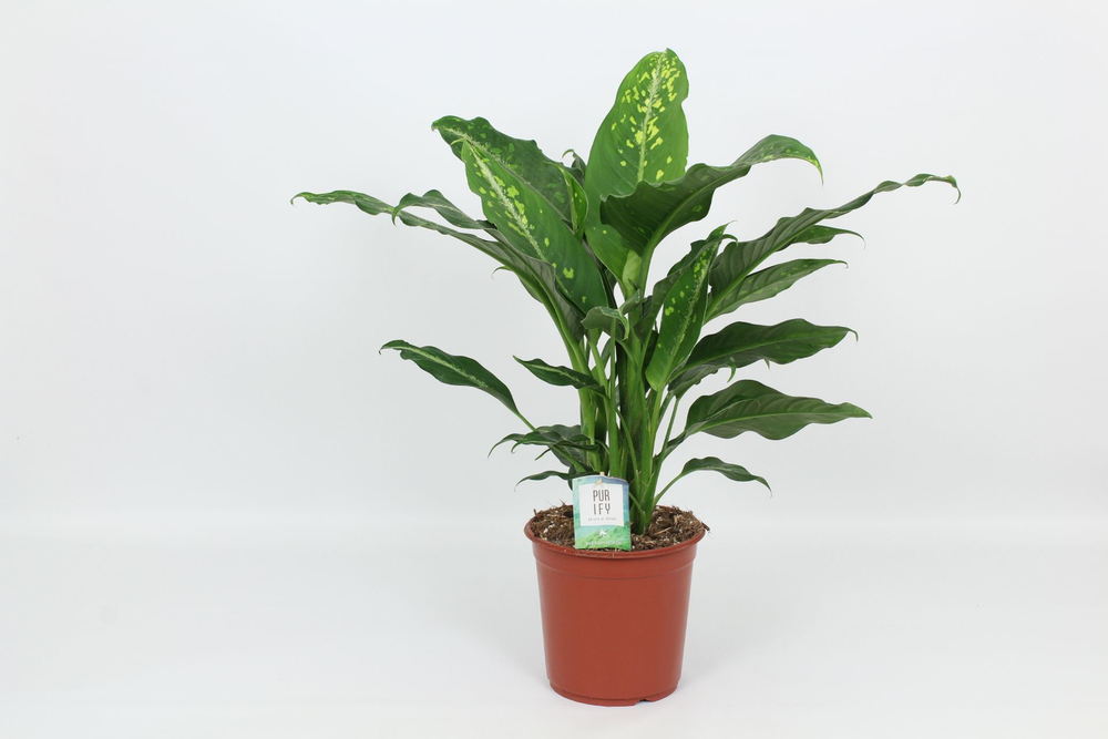 Purify Dieffenbachia Galaxy 24 cm.