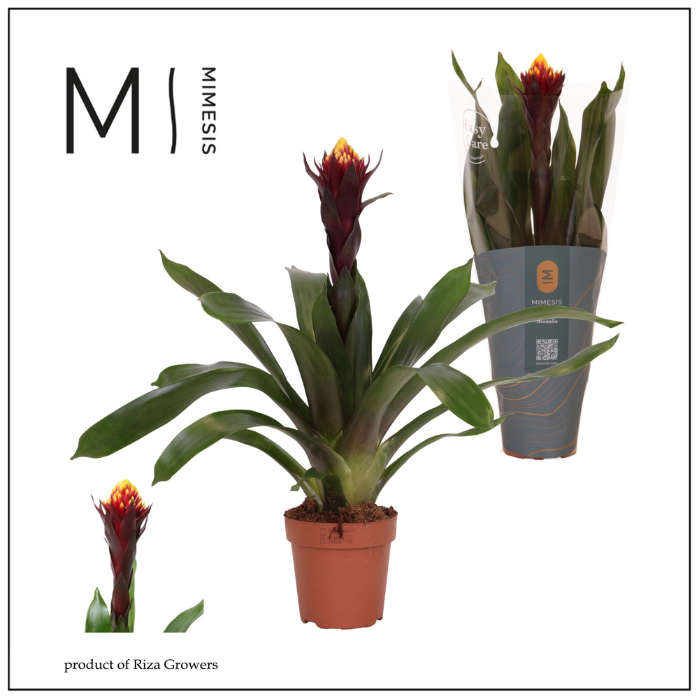 Guzmania Rockyflower Akabar.