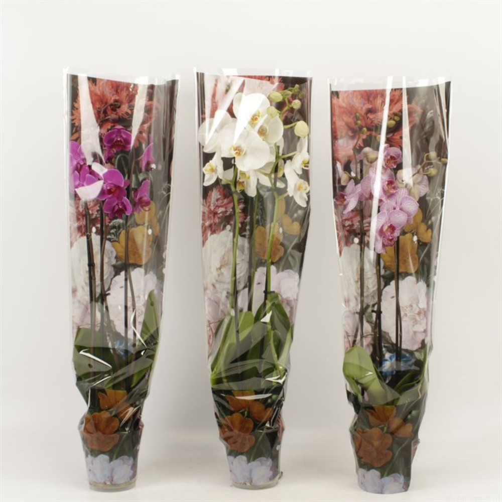 Phalaenopsis gemengd 3 tak gemengd in Boudoir hoes.