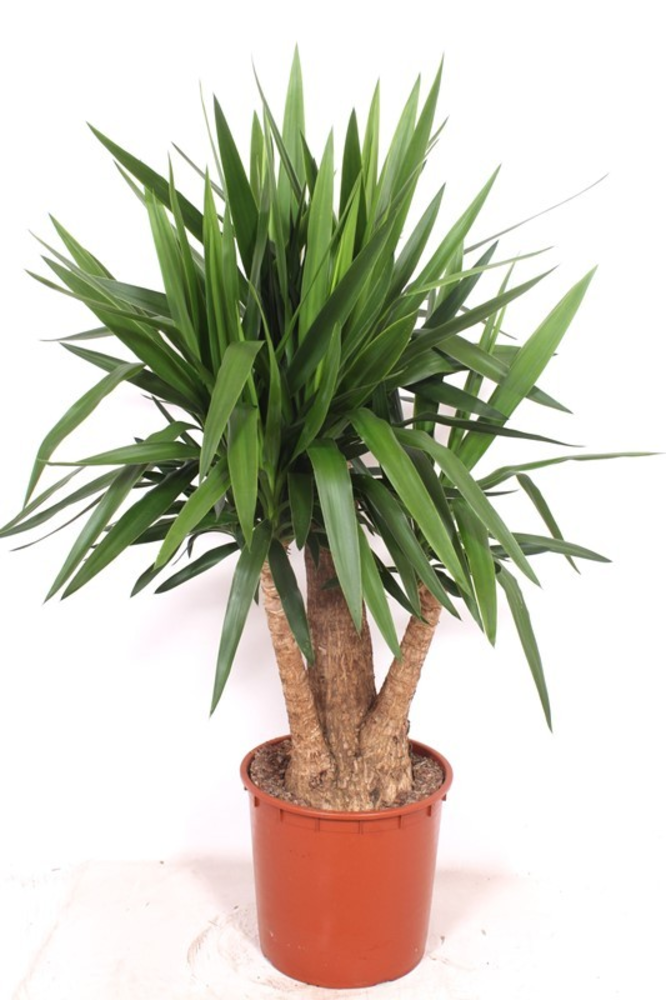 Yucca elephantipes 3+ armen.