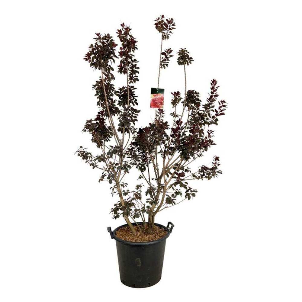 Cotinus cog. 'Royal Purple'.