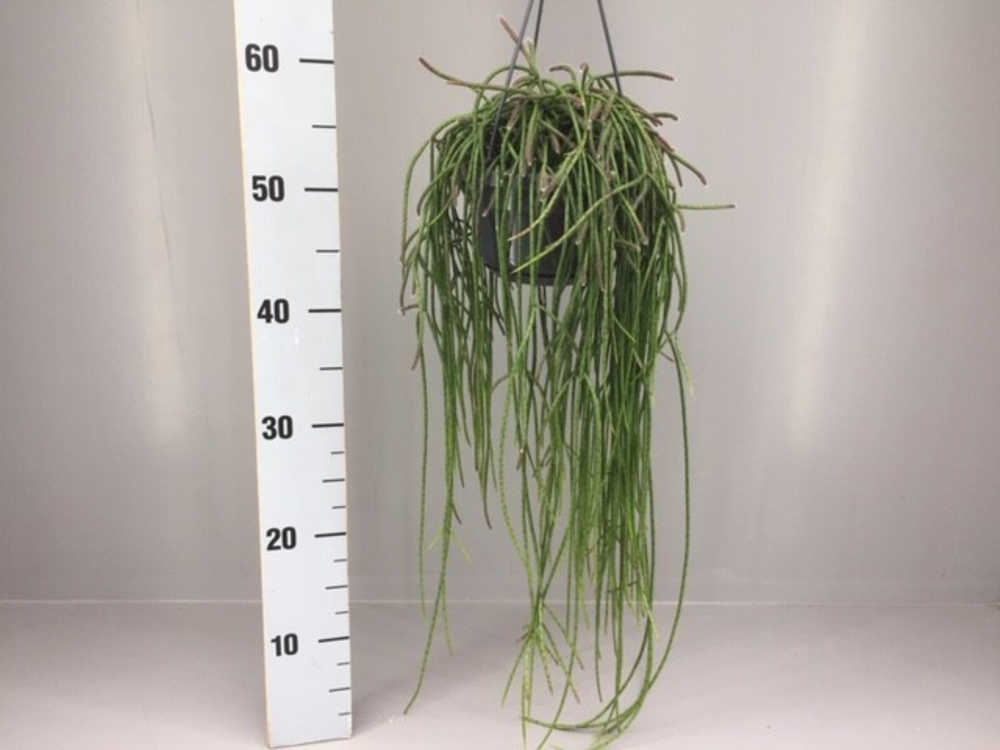 Rhipsalis puniceodiscus.