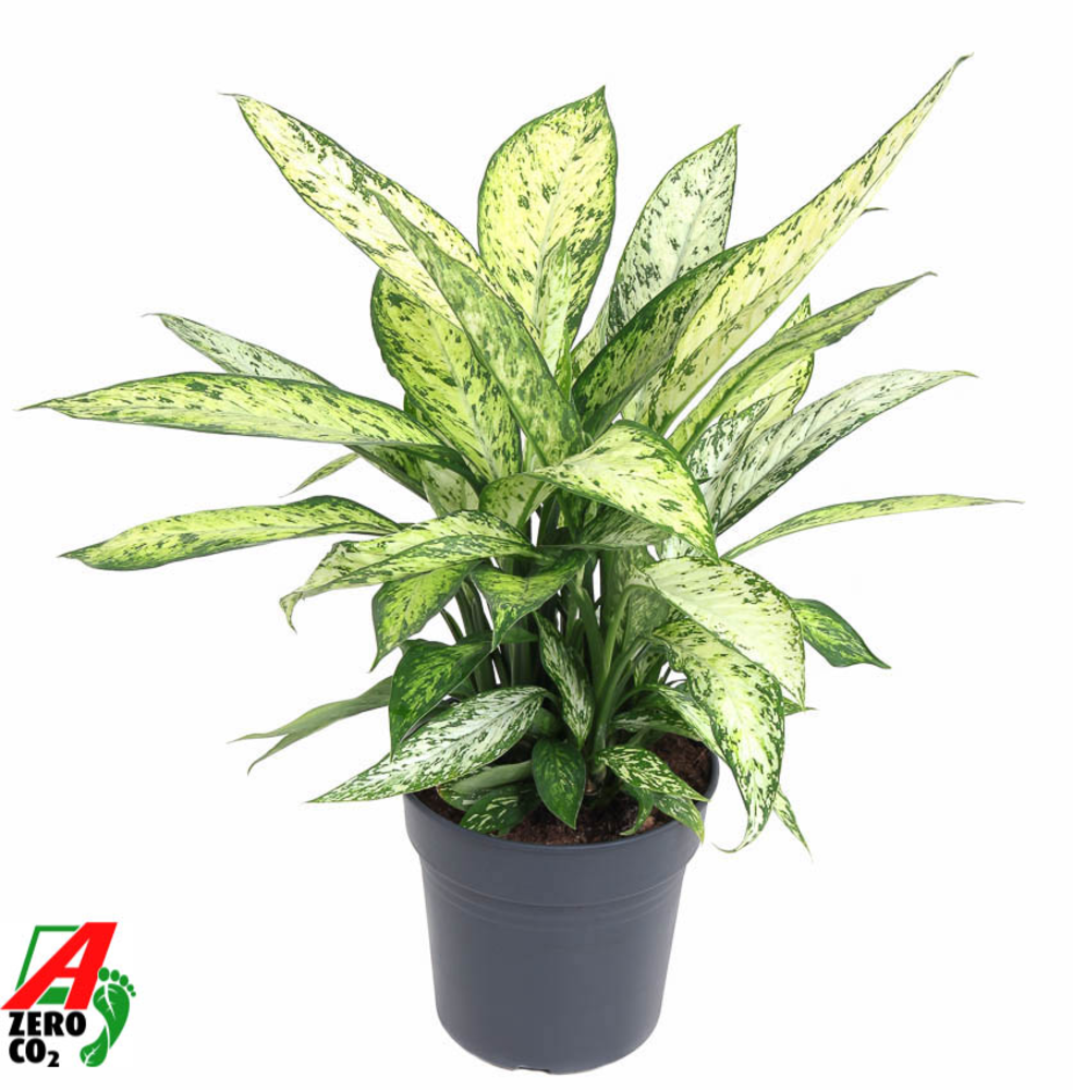 Dieffenbachia Vesuvius P24.