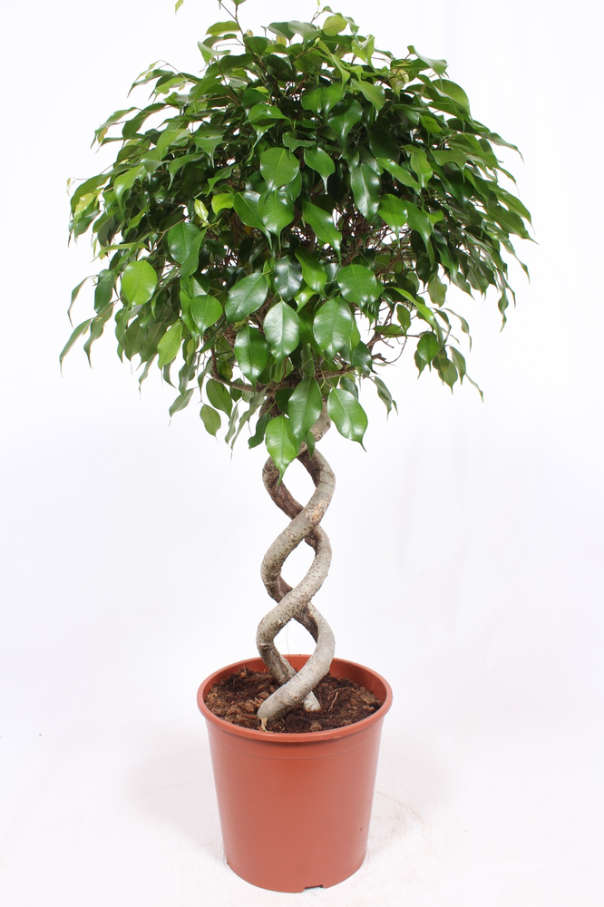 Ficus Exotica.