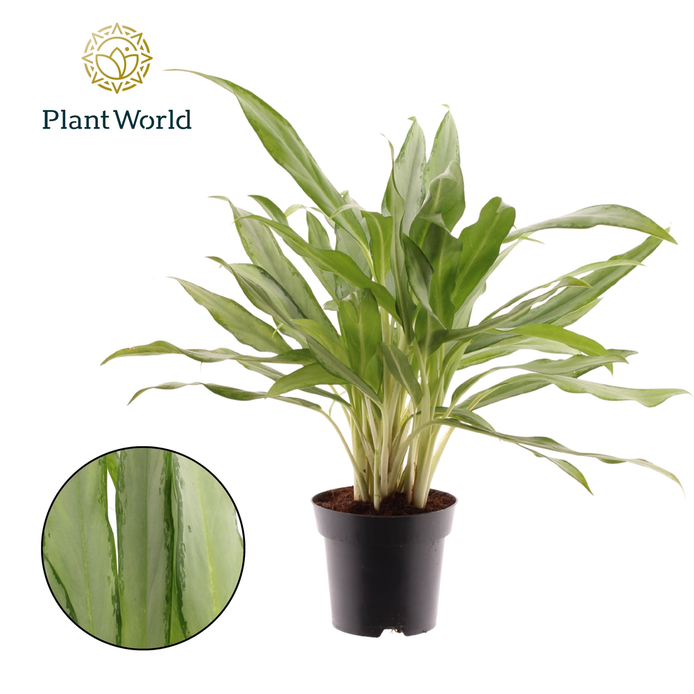 Aglaonema White Lance.