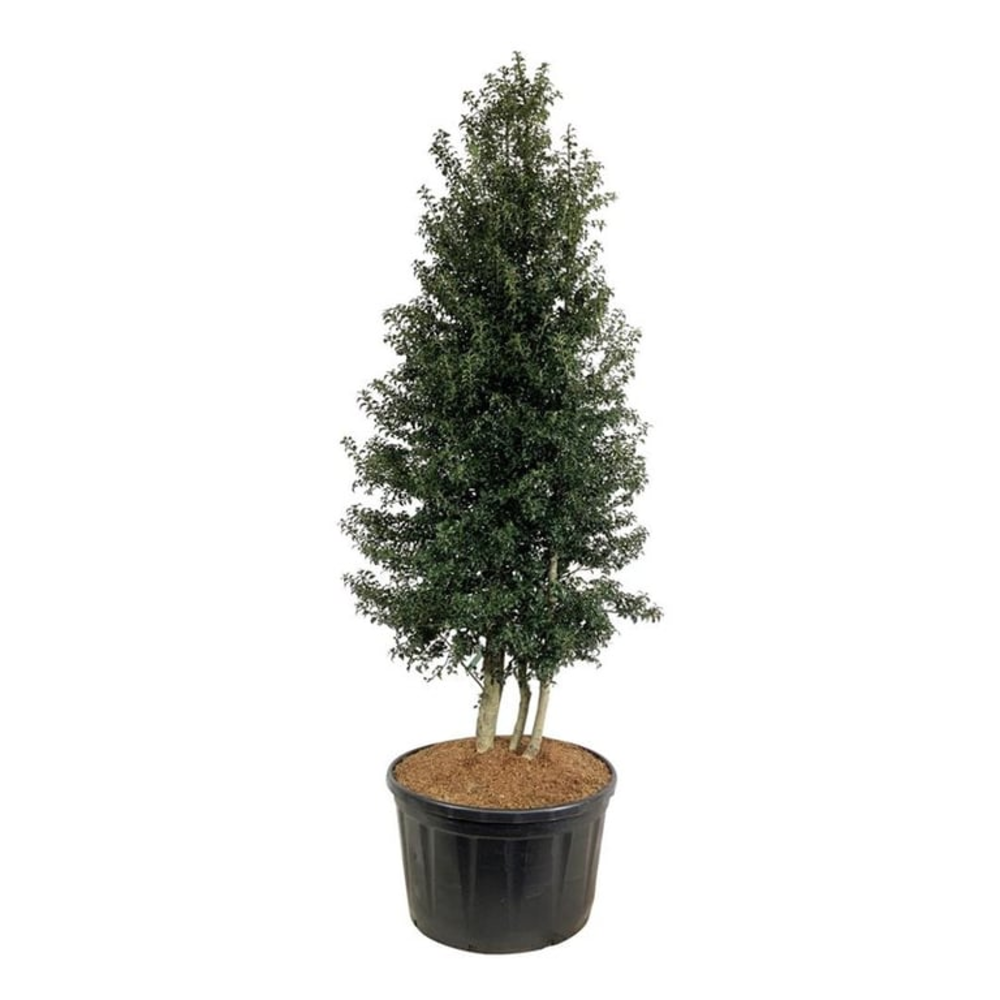 Ilex aquipernyi 'Dragon Lady'.