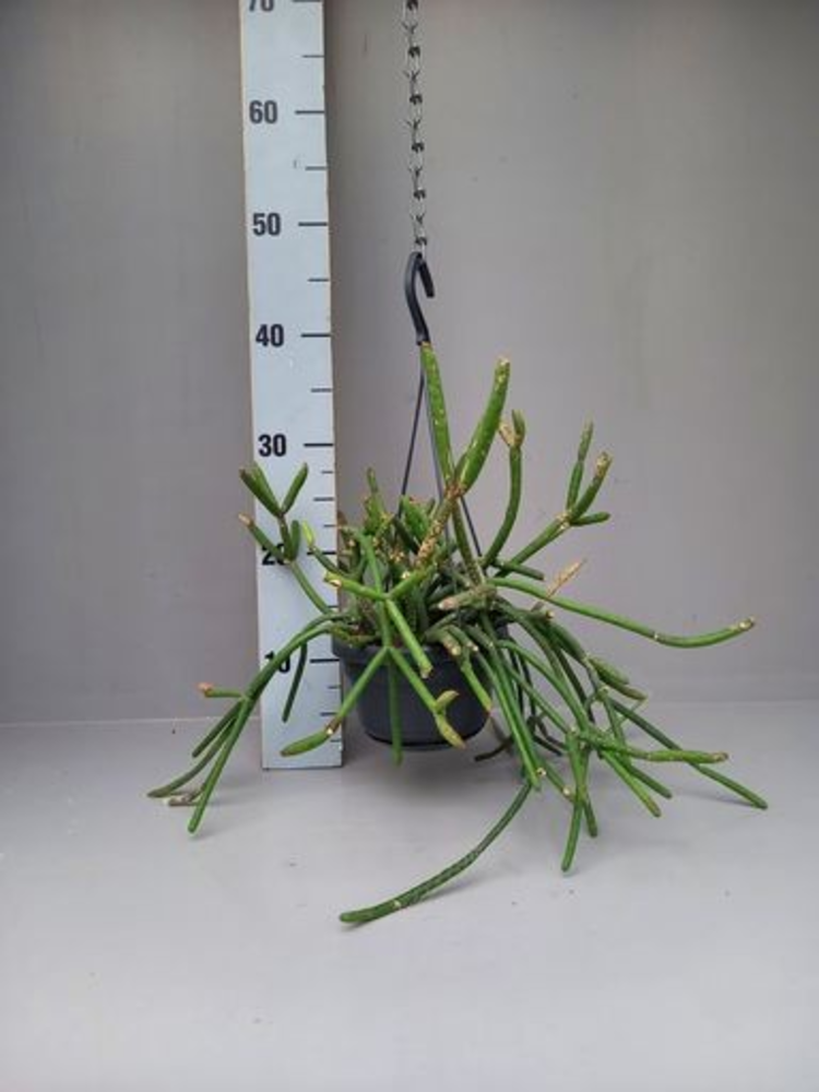 Rhipsalis pulvinigerum.