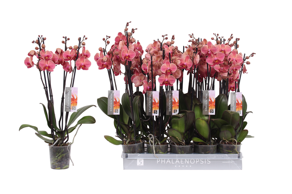Phalaenopsis Narbonne, 4-spike 25+.