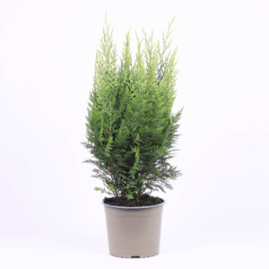 Chamaecyparis lawsoniana 'White Spot'.