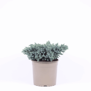Juniperus squamata 'Blue Star'.