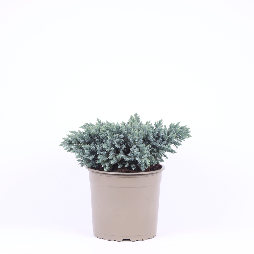 Juniperus squamata 'Blue Star'.