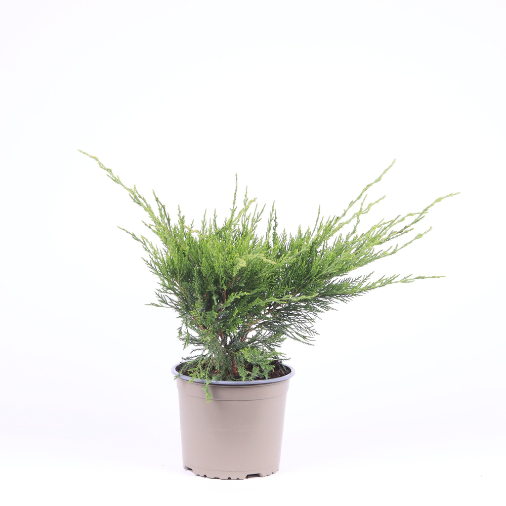 Juniperus x pfitzeriana 'Mint Julep'.