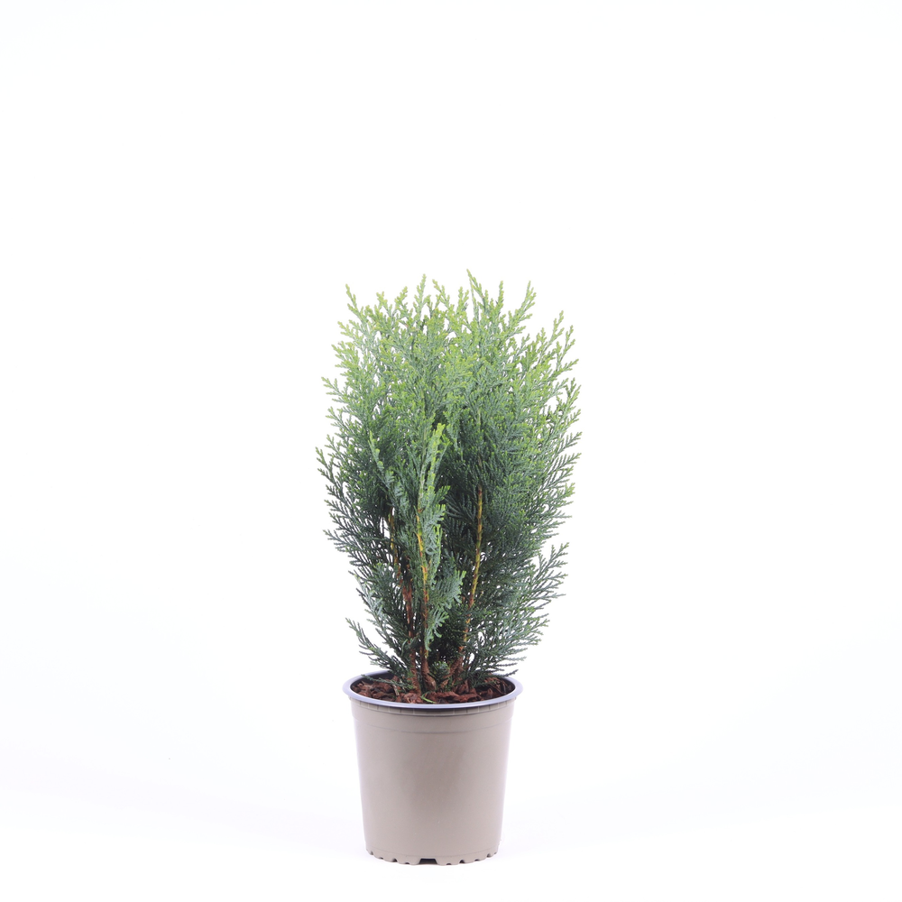 Chamaecyparis lawsoniana 'Columnaris'.